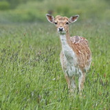 Amsterdamse Waterleidingduinen